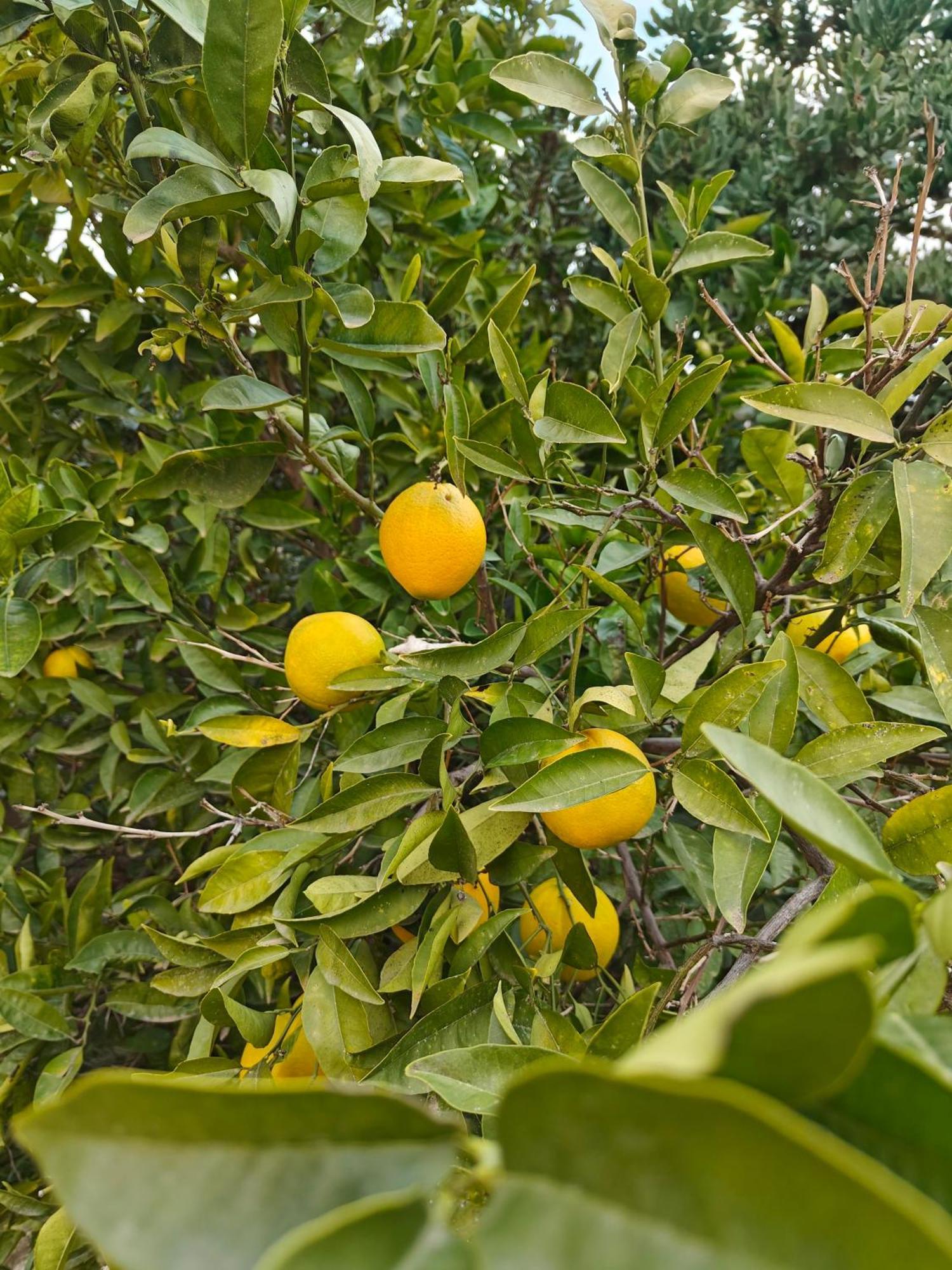 Finca Oliva Bolulla Exterior photo